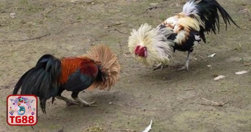 Thuật ngữ đá gà - Sới gà và các vai trò quan trọng